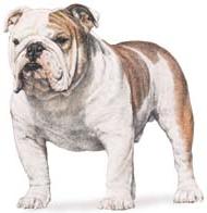 El origen del perro bulldog